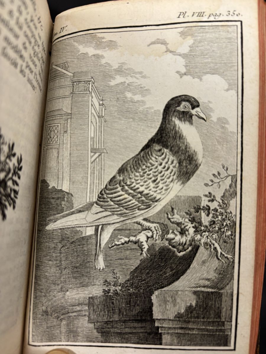 Libri: Histoire narurelle des oiseaux, Buffon, Band 4 – Usato da liebefeld venduto da RolandBern 5