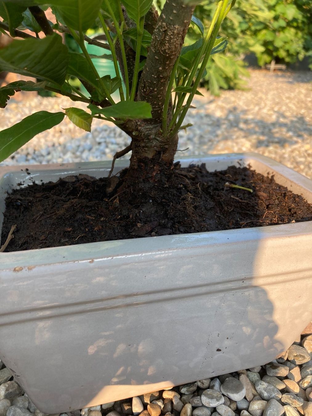 Piante & sementi: Bonsai von der Edelkastanie – Usato da Uttwil venduto da Dolphin7 1