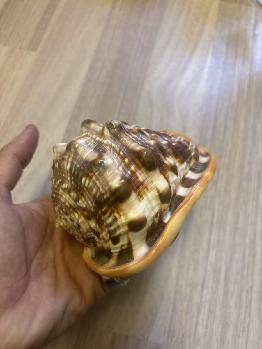 Alle Dekorationen: Conchiglia marina decorativa, colore marrone e arancio – Gebraucht aus Giubiasco von cri_mzc6