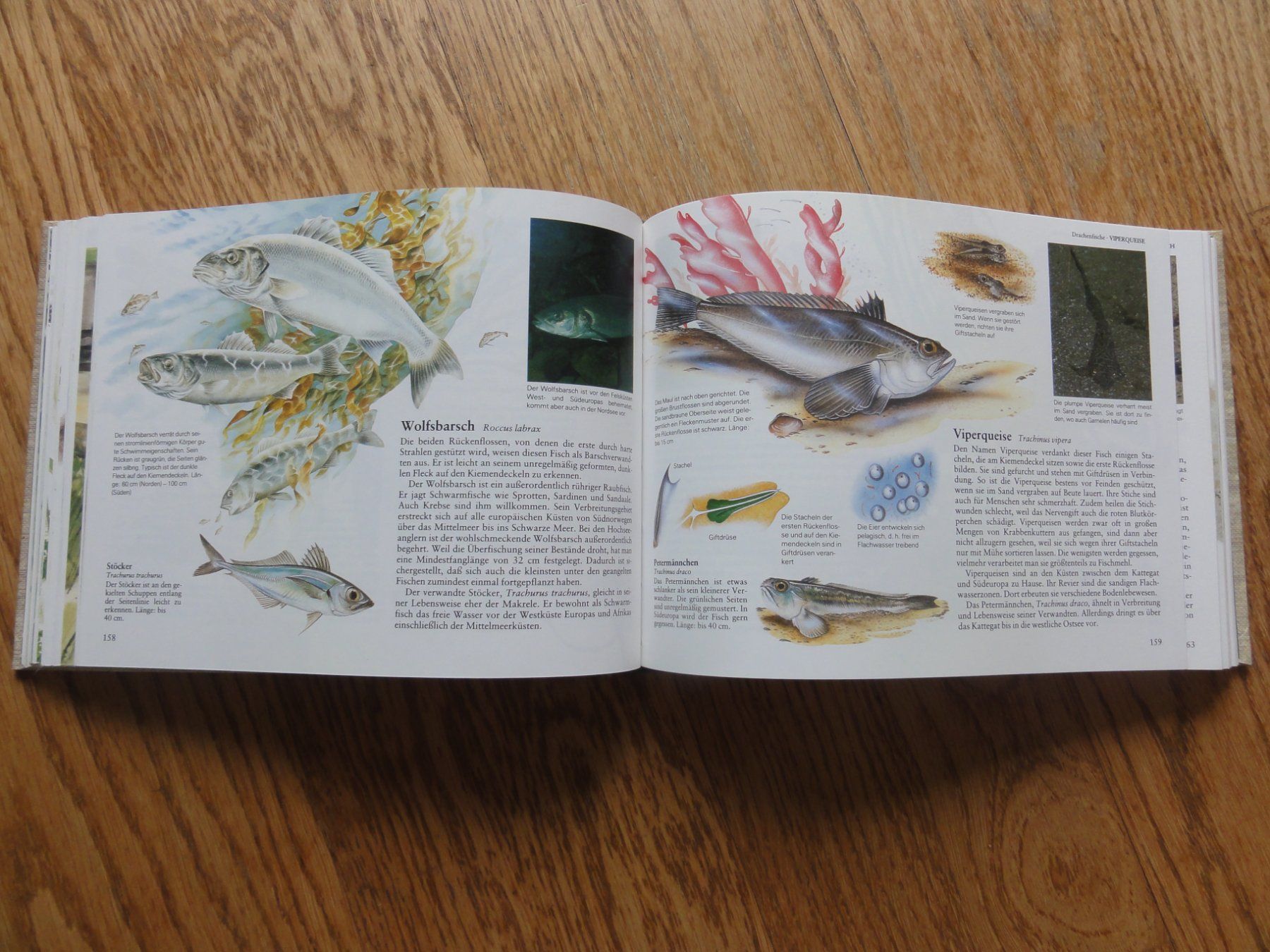 Libri: Fische und andere Wassertiere Mitteleuropas – Usato da Riedholz venduto da Taweva 5