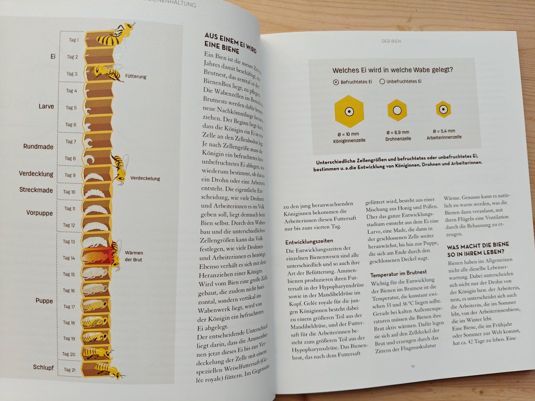 Libri: Bienen halten - mit der Bienenbox / Kosmos 2017 – Usato da Muttenz venduto da Negnuja 2