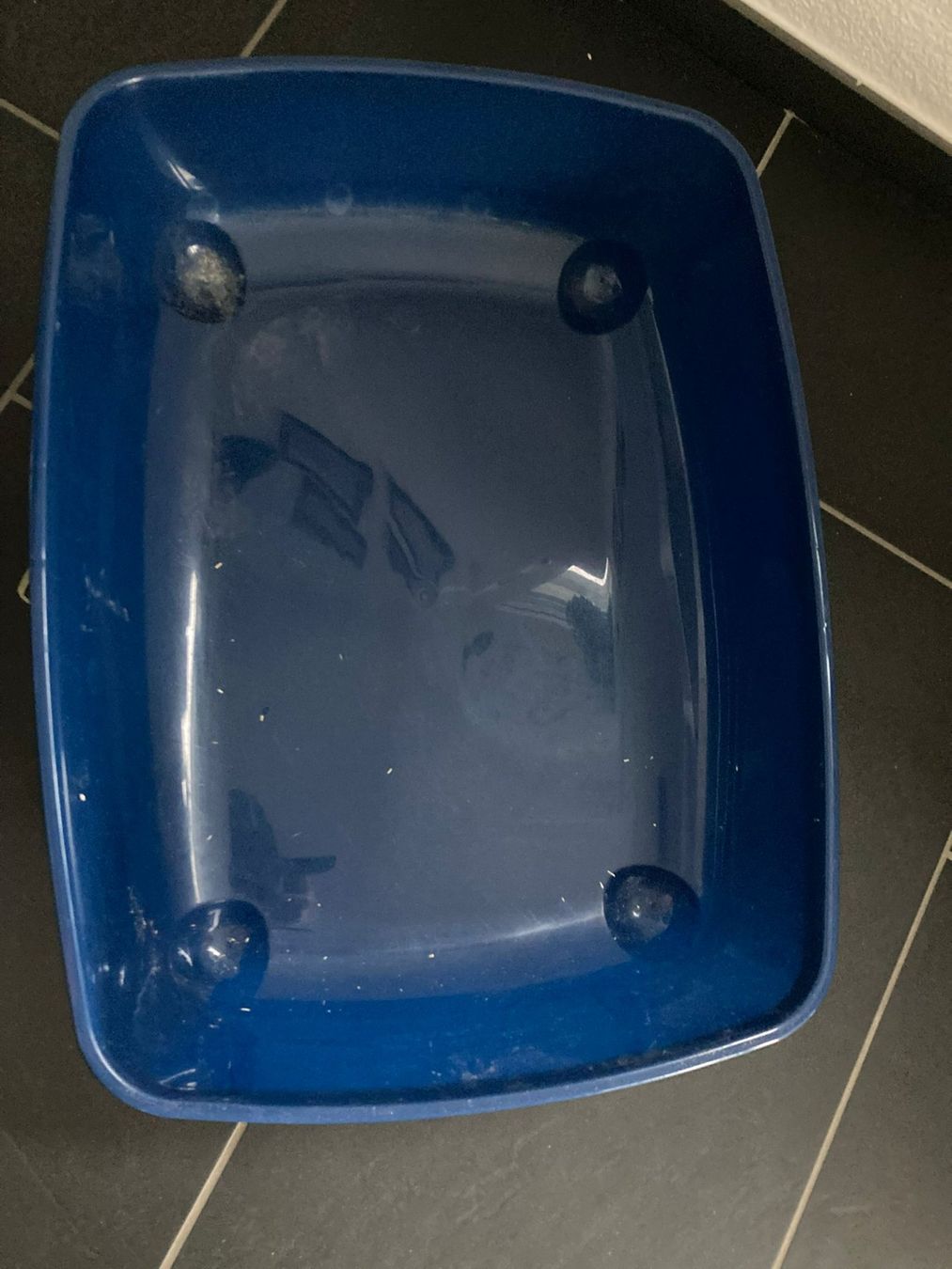 Cucce & Letti: Tiertransportbox – Usato da Dottikon venduto da Wolf83 3