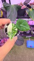 Alocasia Maharani albo variegata