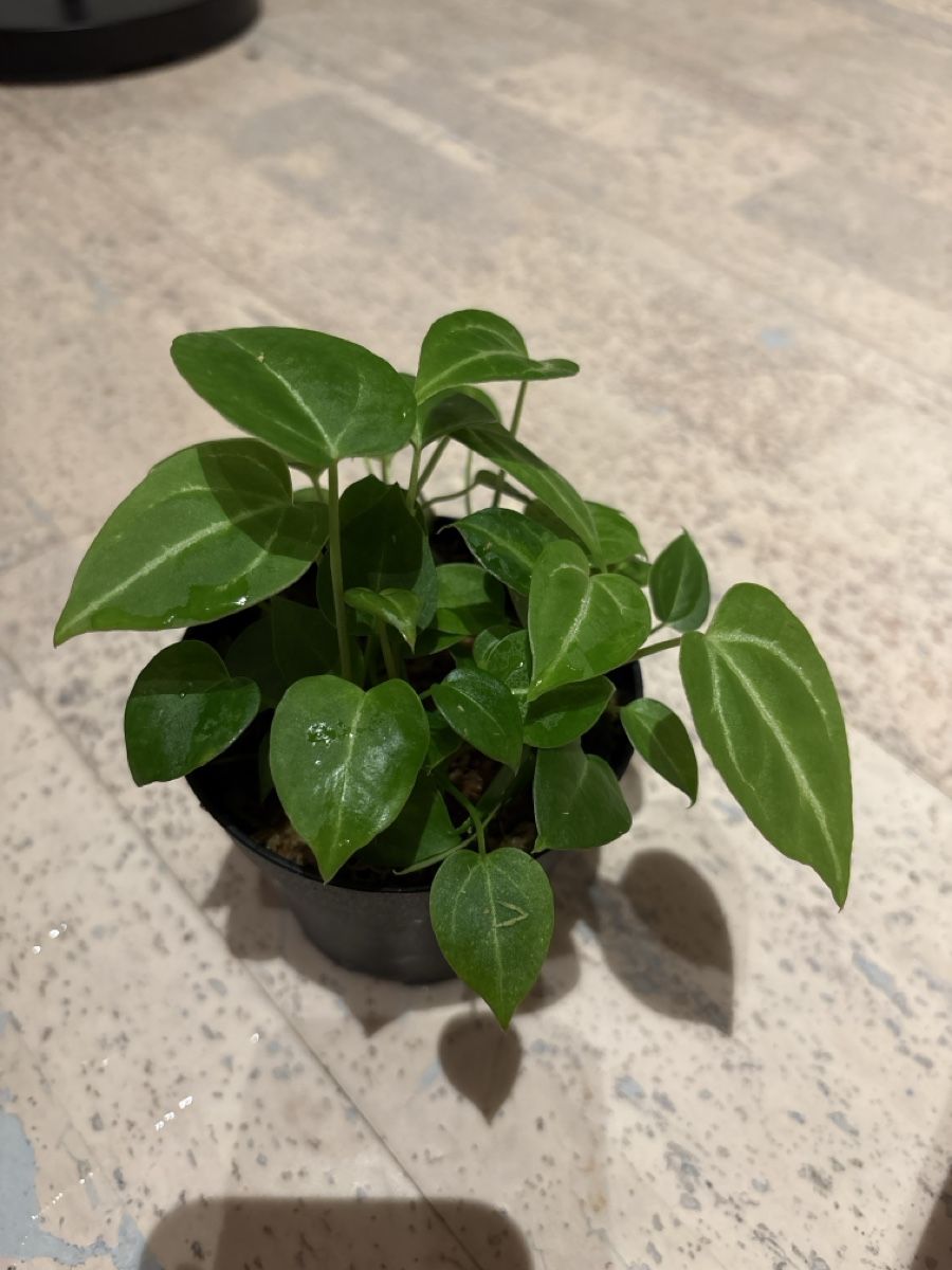 Piante & sementi: Anthurium Hybrid – Usato da Niederbüren venduto da Monde09 1