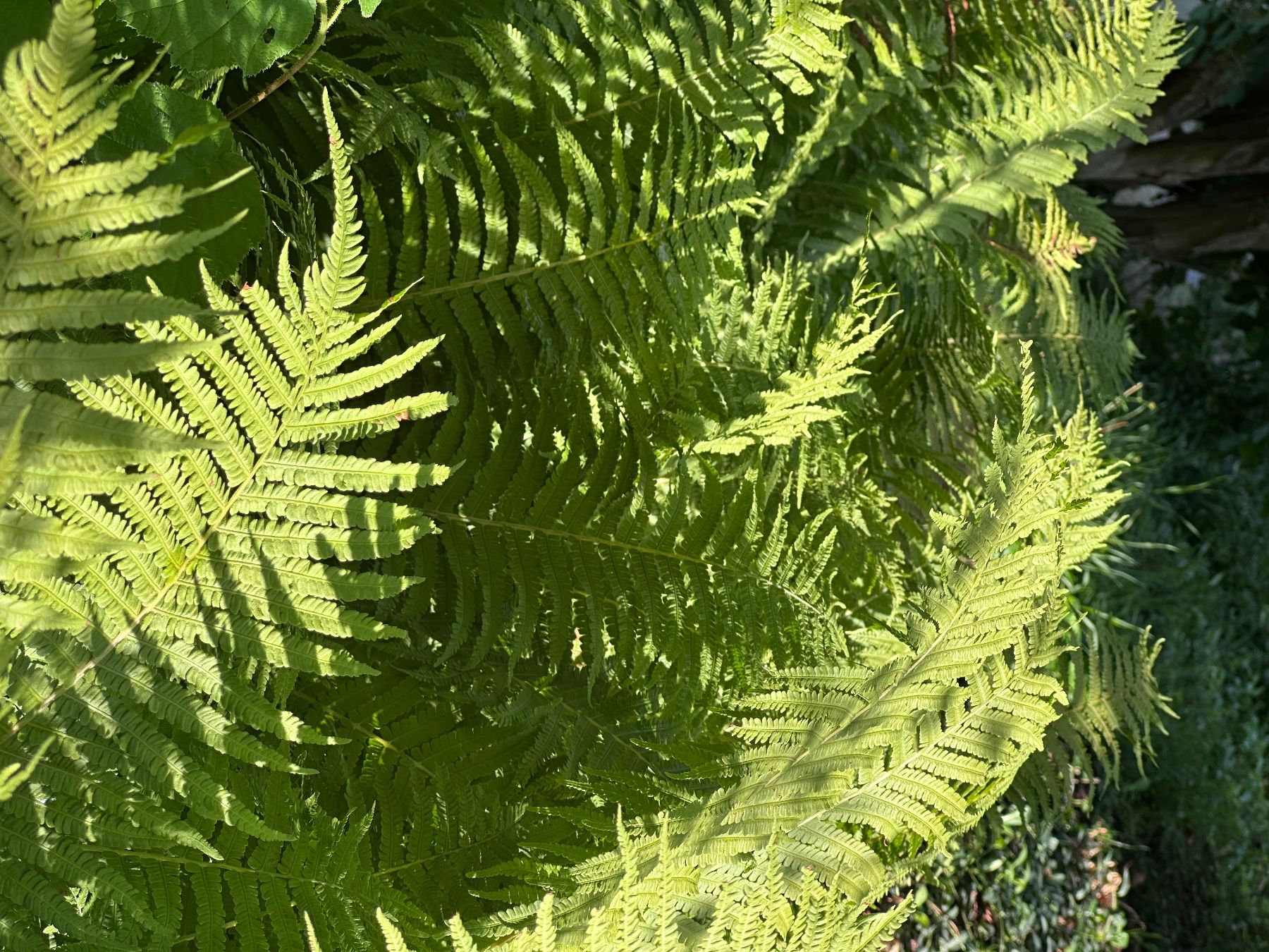 Plantes & graines: Wald-Frauenfarn – Neuf (Voir description) à Bülach par VM8392X 4