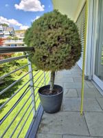 Immergrünes Kugel-Bäumchen im Topf – Zuckerhutfichte (Picea