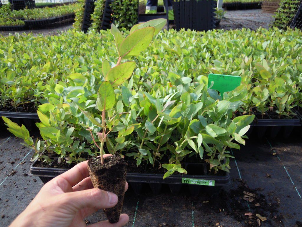 Piante & sementi: Eucalyptus Nitens  2x 15-20cm – Nuovo (secondo la descrizione) da Bremblens venduto da FIBONACCI369 2