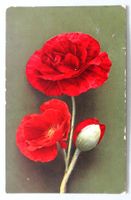 Pavot - Coquelicot