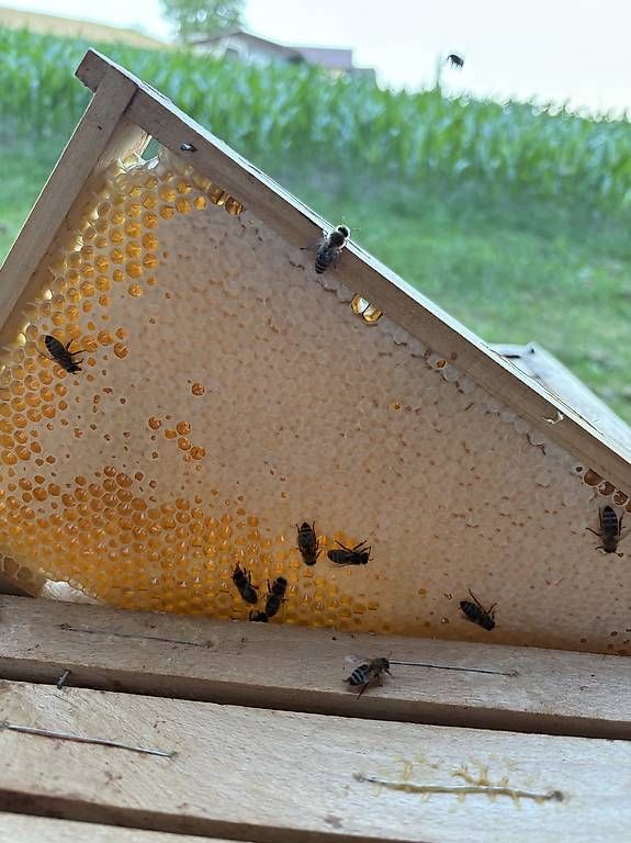 Cibi & Specialità: Honig aus eigener Imkerei – Nuovo e nell'imballaggio originale da Ruswil venduto da Schaulin1 4