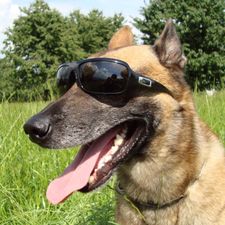Profile image of malinois88
