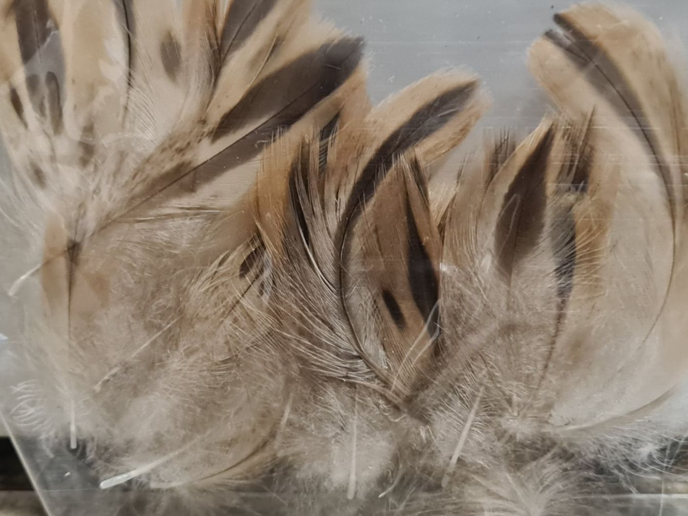 Il mondo degli animali: Kleines Set Federn, div. Grössen (7) – Usato da Amriswil venduto da kleindeko 1