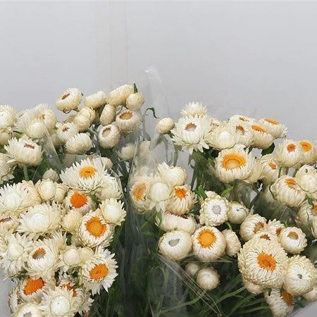 Piante & sementi: 300 Samen STROHBLUME CREAMY WHITE – Nuovo (secondo la descrizione) da Ehrendingen venduto da VerveinaSamen 3