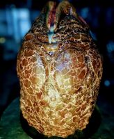 ALIEN EI Lifesize, Sideshow, Coolprops Predator Aliens Giger