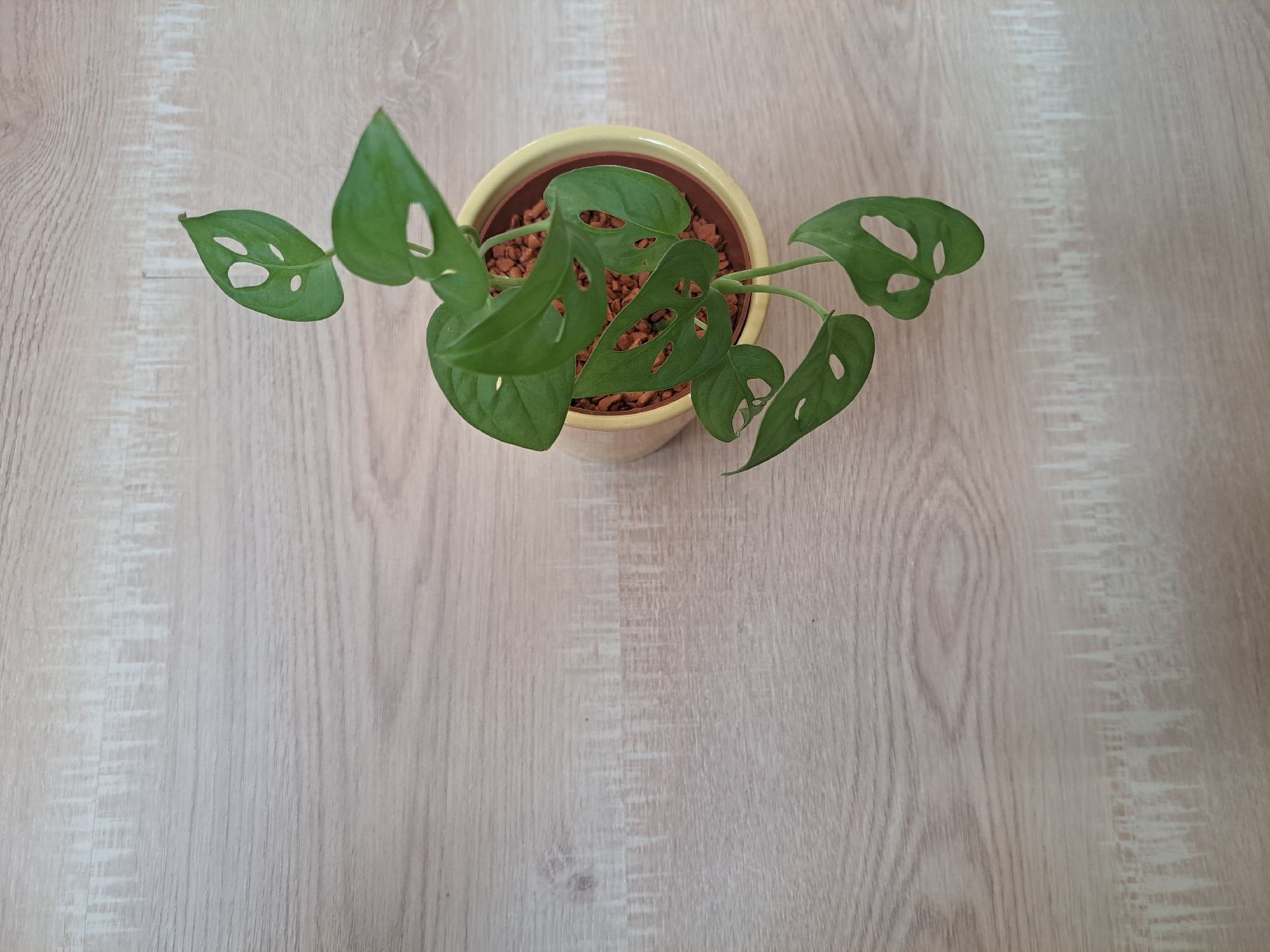 Pflanzen & Samen: Monstera adansonii – Neu (gemäss Beschreibung) aus Samstagern von mel_ks7d 1