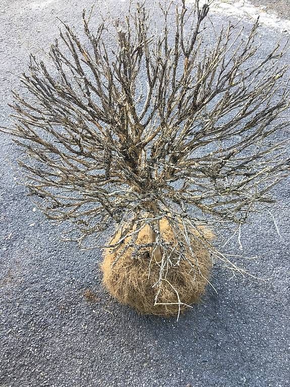 Tutte le decorazioni: Osterdekoration – Usato da Seewen SZ venduto da holx 2