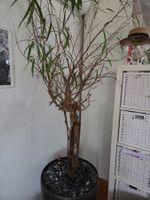 Zimmerpflanze Ficus Alii ca. 2m