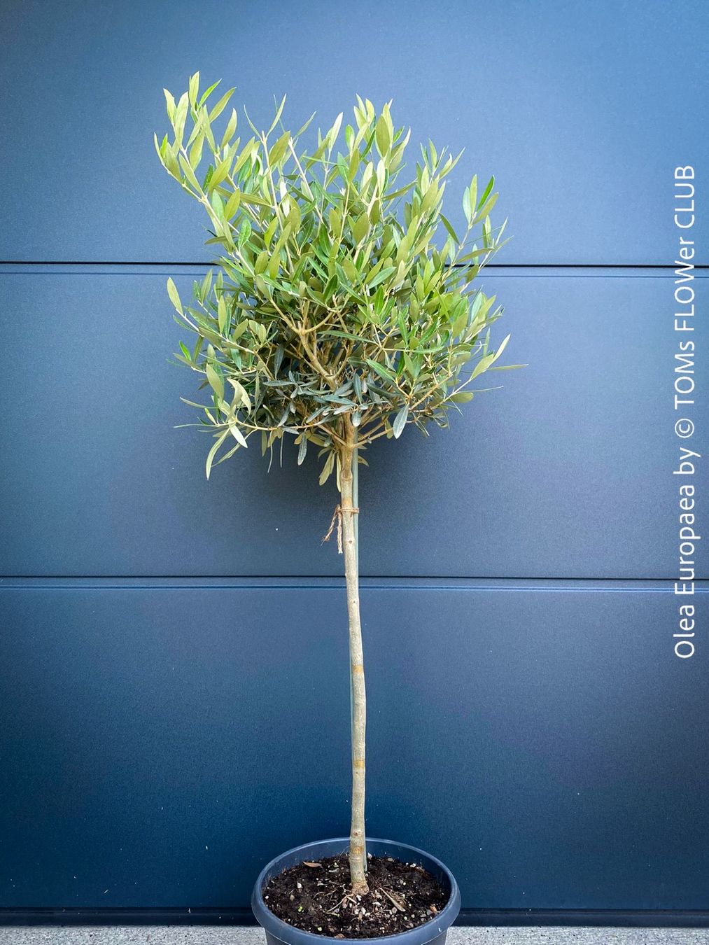 Piante & sementi: Olivenbaum - Olea Europaea - schönes Bäumchen – Nuovo e nell'imballaggio originale da Adliswil venduto da astom369 4