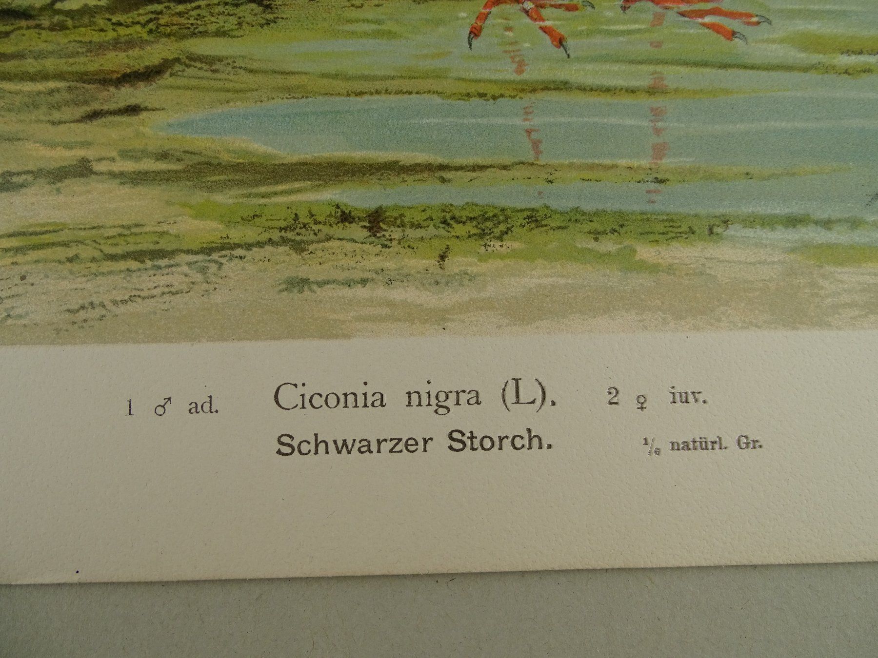 Grafica & Litografie: SCHWARZER STORCH CHROMOLITHOGRAPHIE 1900 – Usato da Grüningen venduto da Kartensammler 4