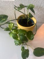 Zimmerpflanze Epipremnum aureum im Topf inkl. übertopf