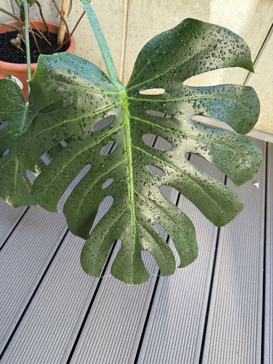 Piante & sementi: Monstera Deliciosa  – Usato da Grosshöchstetten venduto da Al___Uk 2