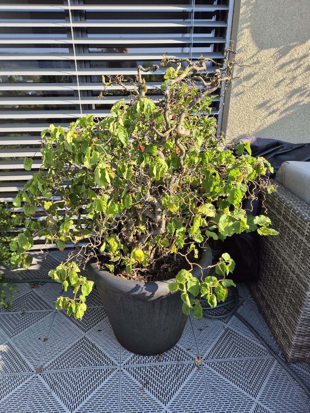Piante & sementi: Balkonpflanze Baumhasel Corylus avellana Contorta – Usato da Schlieren venduto da HuiBu
