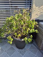 Balkonpflanze Baumhasel Corylus avellana Contorta