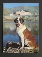 AK Col du Grand Saint Bernard Le chien Barry et i hospice