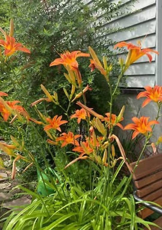 Piante & sementi: Taglilie – Usato da Frauenfeld venduto da Irene.Schuppli 2