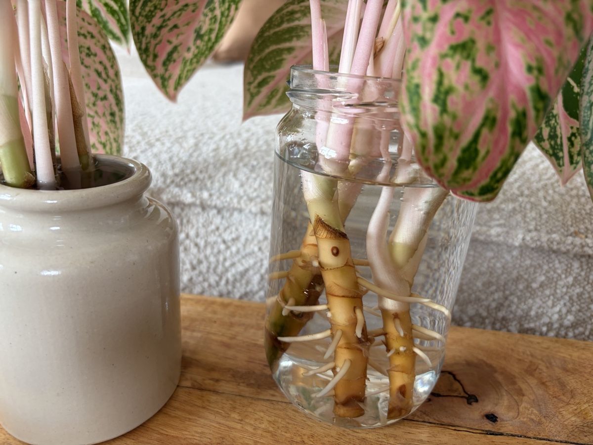Pflanzen & Samen: Aglaonema Coco Melon Stecklinge mit Wurzeln – Gebraucht aus Baar von annasorbian 2