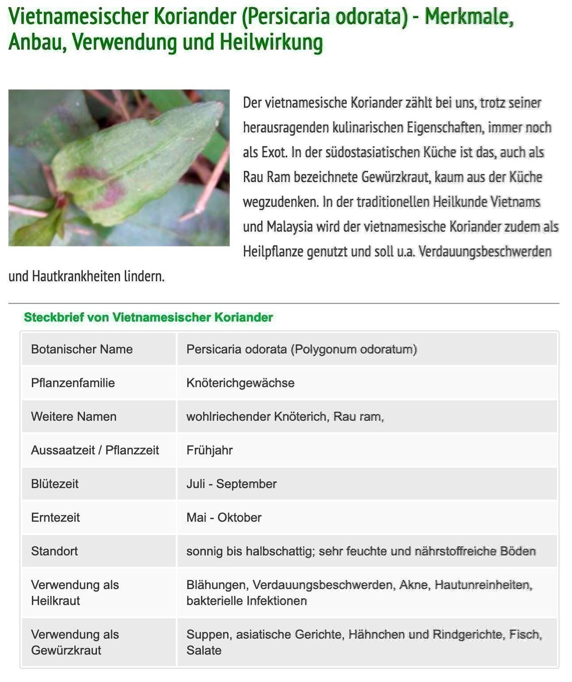 Pflanzen & Samen: Vietnamesischer Koriander / Rau Ram – Neu (gemäss Beschreibung) aus Winterthur von Aniger 5