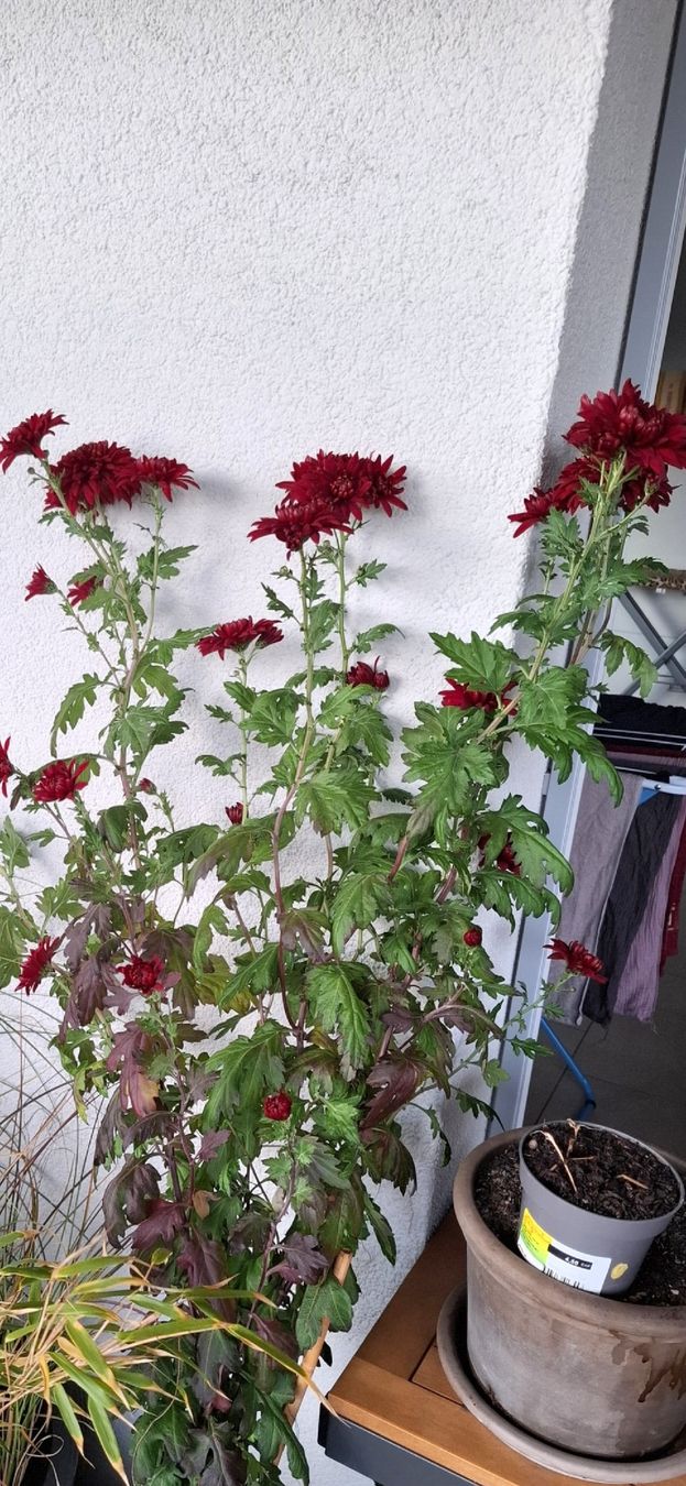 Piante & sementi: Winterharte Chrysanthemen – Usato da Rickenbach b. Wil venduto da Kth_v8 4