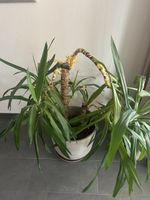 Zimmerpflanze Yucca Palme im Topf to erhalten