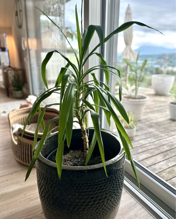 Pflanze / Palme / Yucca Palme Kaufen auf Ricardo