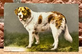 Chien de St. Bernhard - Bernhardiner Hund