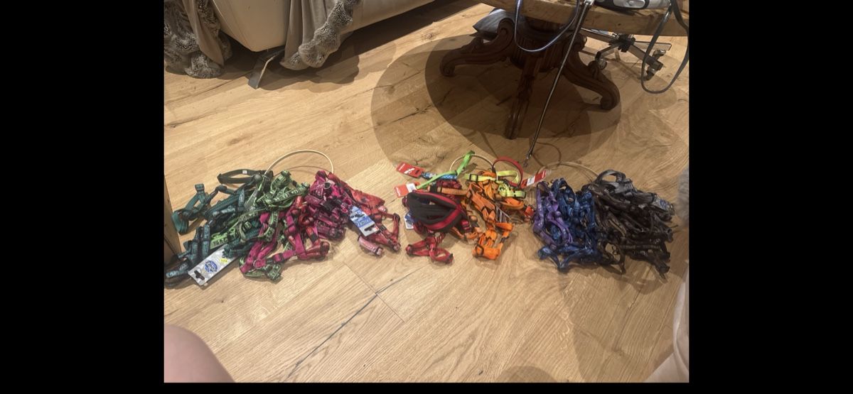 Leine & Halsband: 50 Stück neue Hundegeschierre – Neu (gemäss Beschreibung) aus Trübbach von alder.m 8