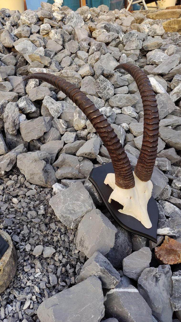 Altre raccolte & rarità: Roan Antilope – Usato da Kaltbrunn venduto da Reimin85 1