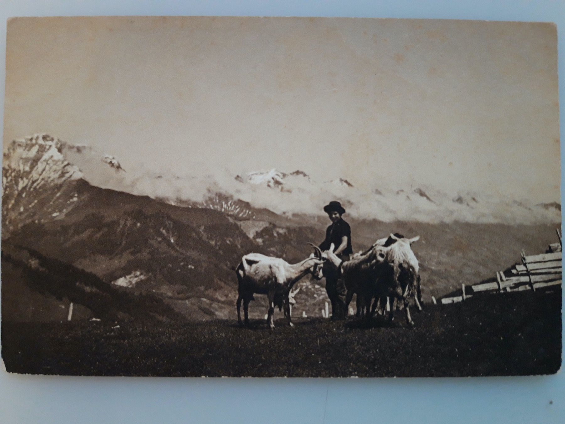 Ansichtskarten: Ziegenherde auf der Engstligenalp – Gebraucht aus Sargans von nicsam1815