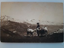 Ziegenherde auf der Engstligenalp