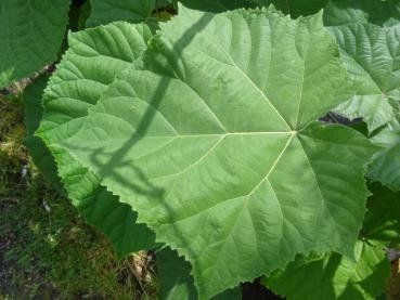 Blauglockenbaum Paulownia elongata 50 Samen Kaufen auf Ricardo