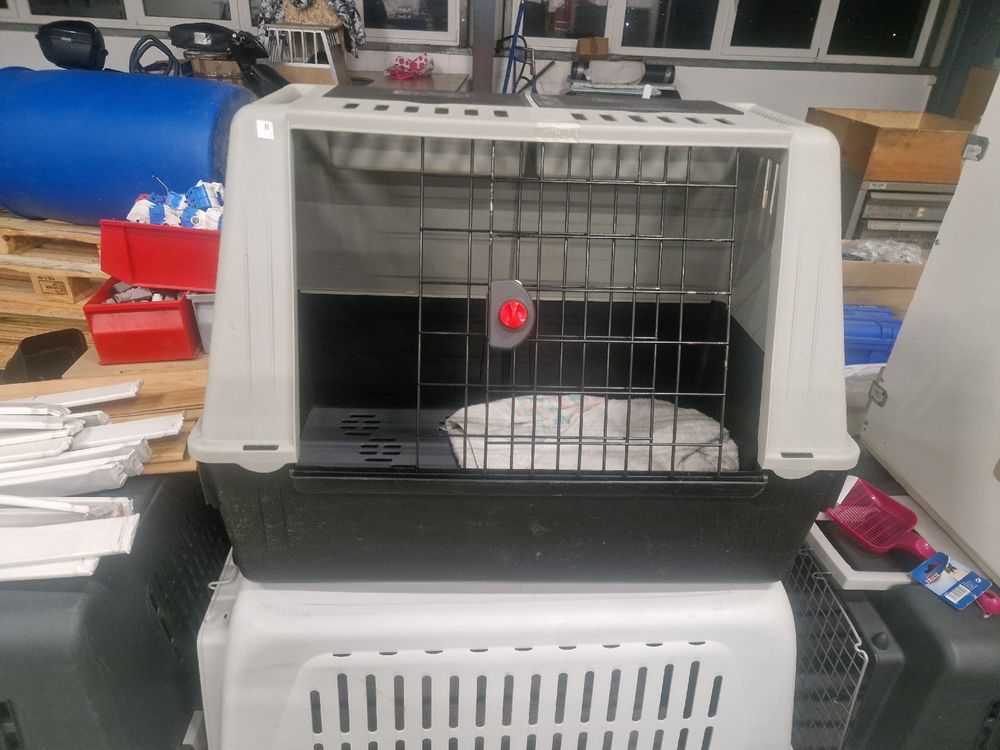 Gut erhaltene Transportbox für Hunde oder Katzen. (Gebraucht) in ...