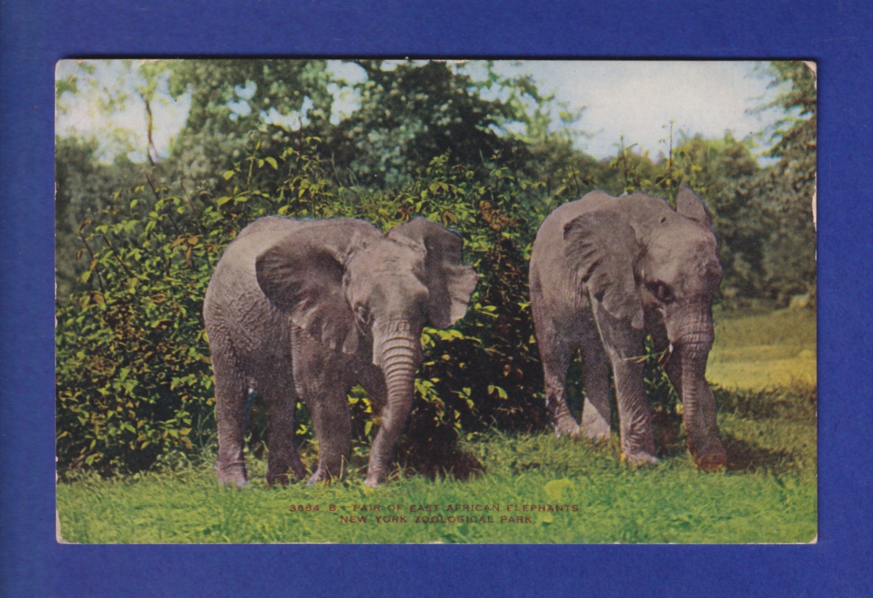 Ansichtskarten: ELEPHANT – Gebraucht aus Pully von nicecards-shop