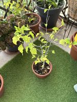 Garten Hibiskus 🌺 winterhart 
