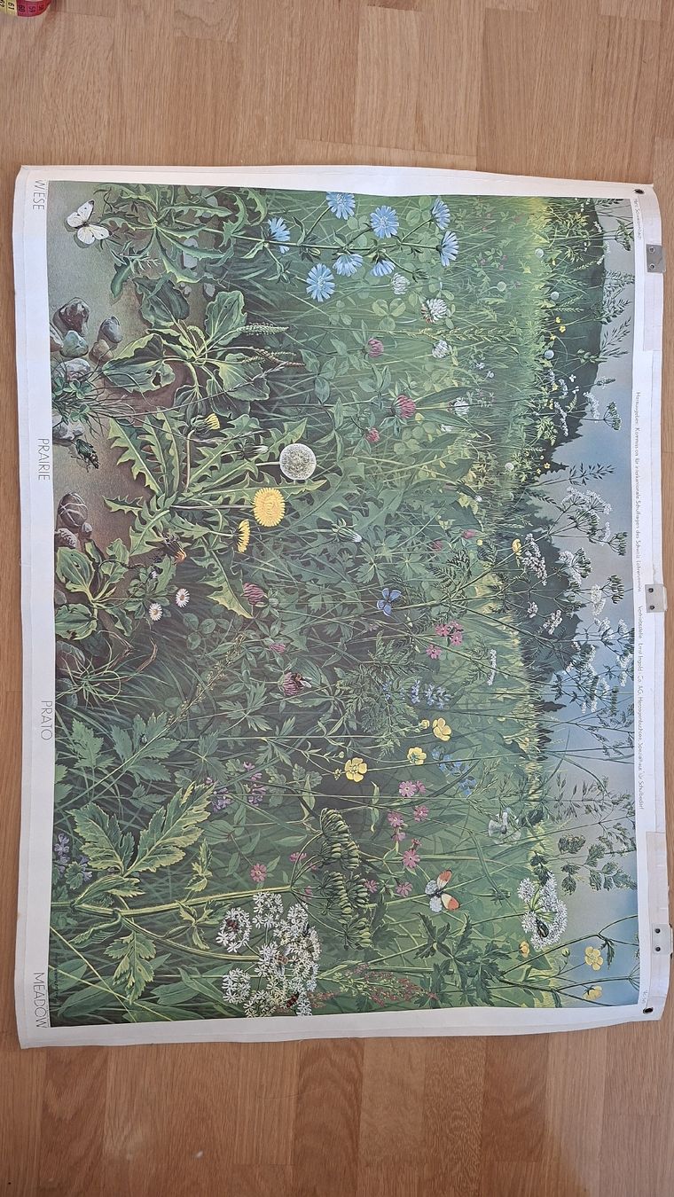 Foto & Immagini: Schulwandbild Wiese – Usato da Wallisellen venduto da Dunja_Sand