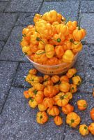 Jamaika Scotch Bonnet Chili Samen