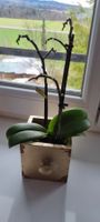 Orchidee im Schublädli - Ein Hauch von Frühling! 🌱
