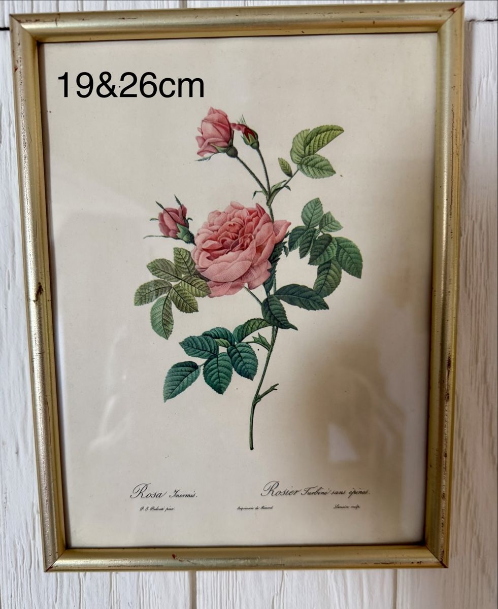 Poster & Bilder: Diverse Rosenbilder 7 Stück  – Gebraucht aus Fribourg von Fmia 6