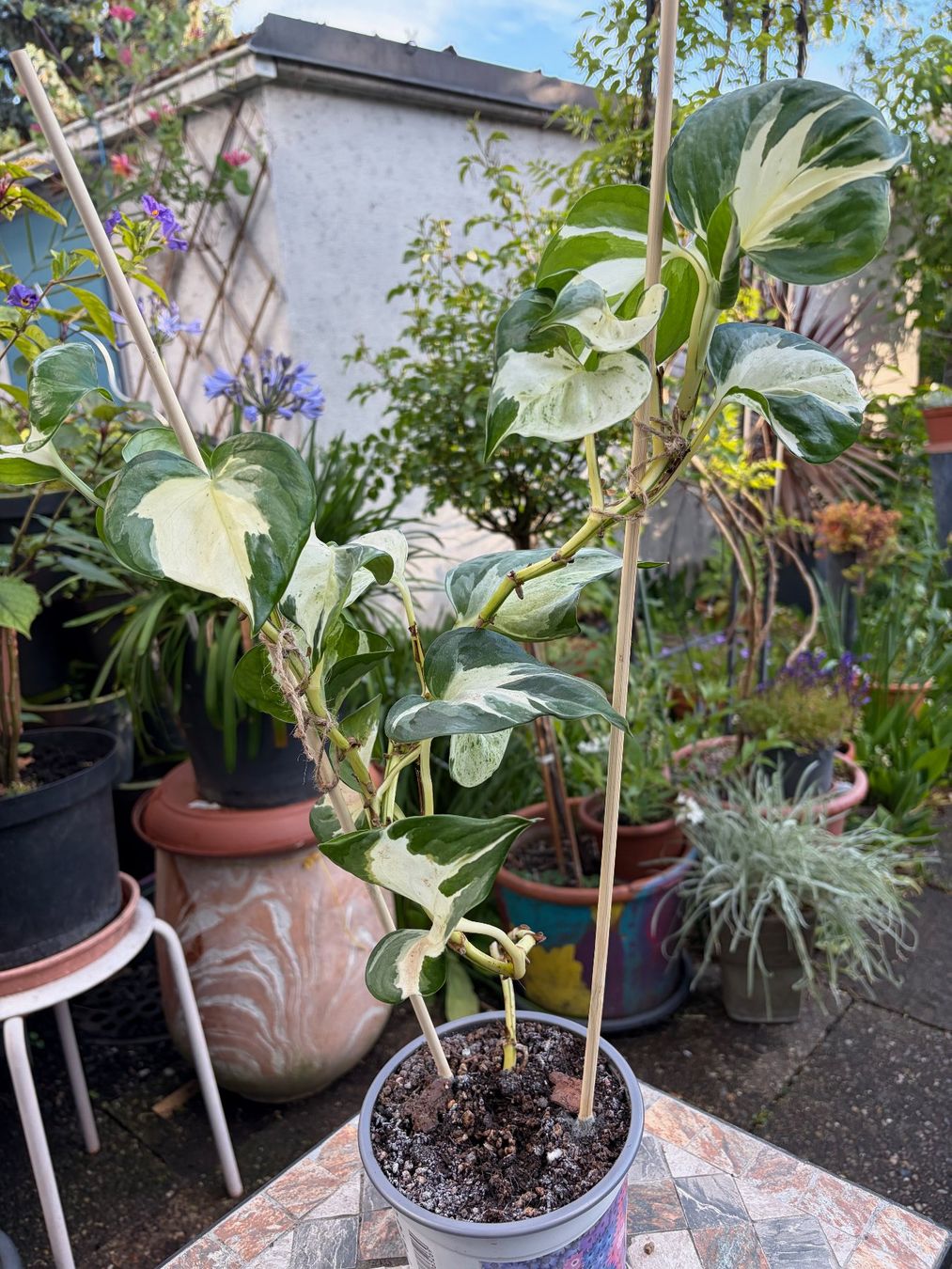 Piante & sementi: Efeutute Epipremnum Manjula - Happy Leaf, gr. Pflanze – Nuovo (secondo la descrizione) da Winterthur venduto da Aniger 2