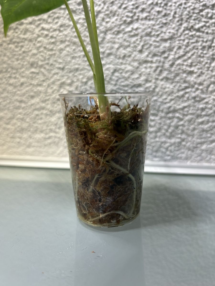 Piante & sementi: Alocasia Fydek – Usato da Niederbüren venduto da Monde09 2