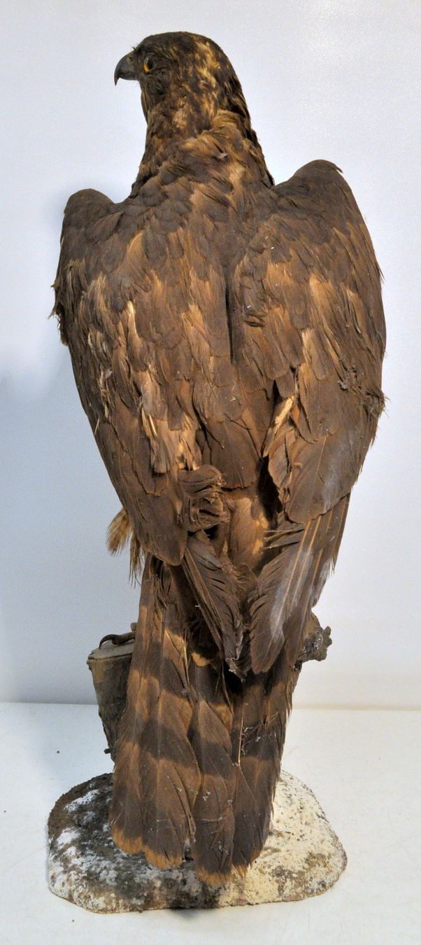 Il mondo degli animali: Rapace naturalisé – Usato da Neuchâtel venduto da Neuchatel 2
