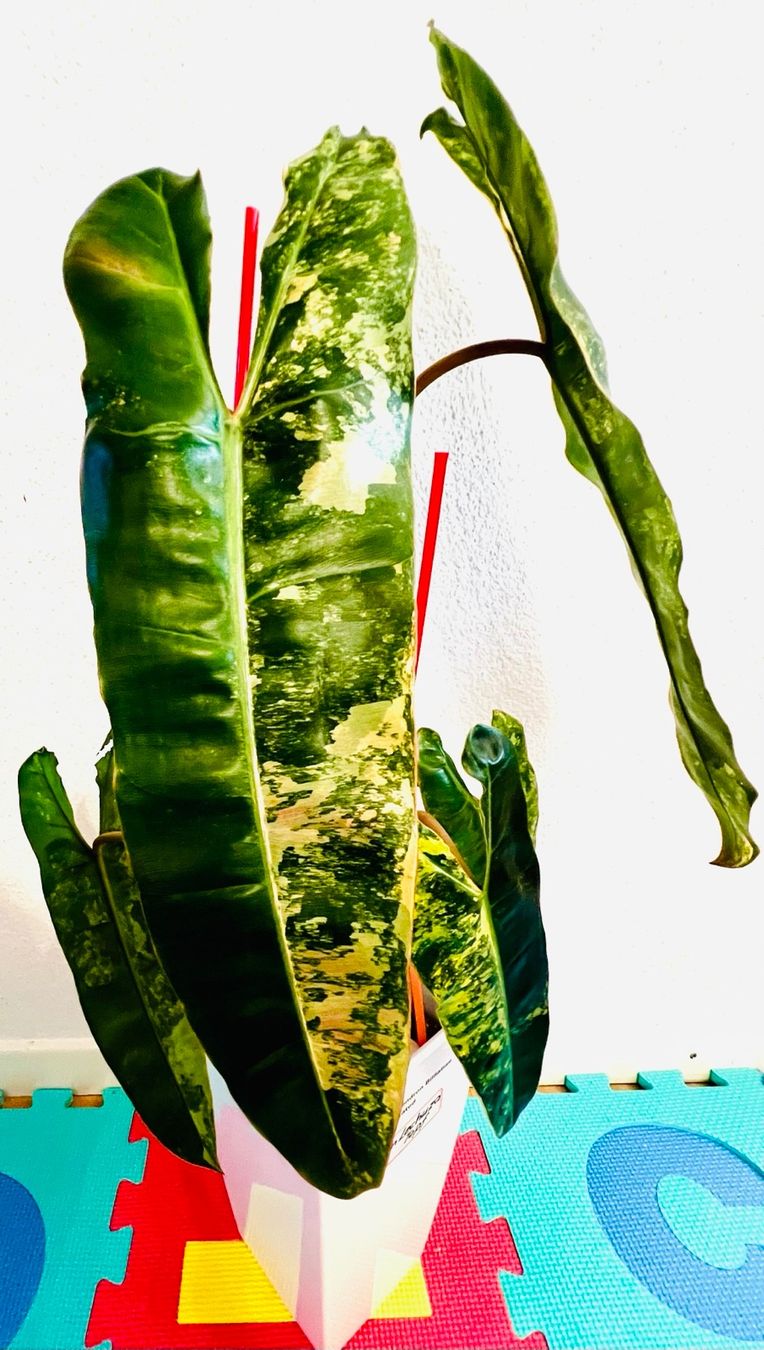 Piante & sementi: Philodendron Billietiae variegated – Usato da Zofingen venduto da Erfolg1957 2